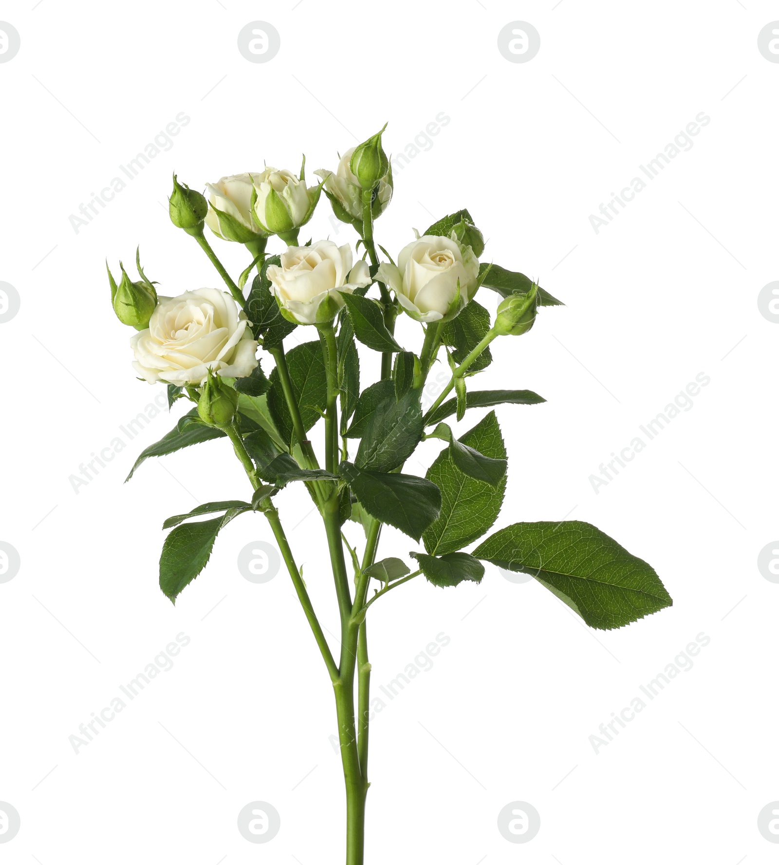 Photo of Beautiful blooming rose flowers on white background