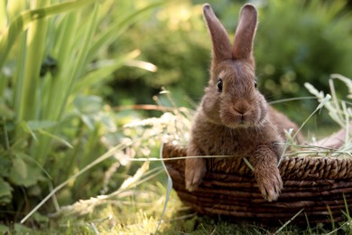 Photo of Cute fluffy rabbit in wicker bowl with dry grass outdoors. Space for text