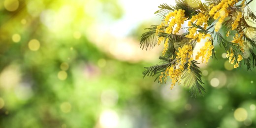 Image of Beautiful yellow mimosa flowers outdoors on sunny day, space for text. Banner design