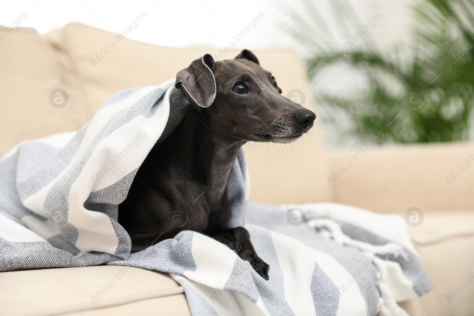 Photo of Italian Greyhound dog covered with plaid on sofa at home