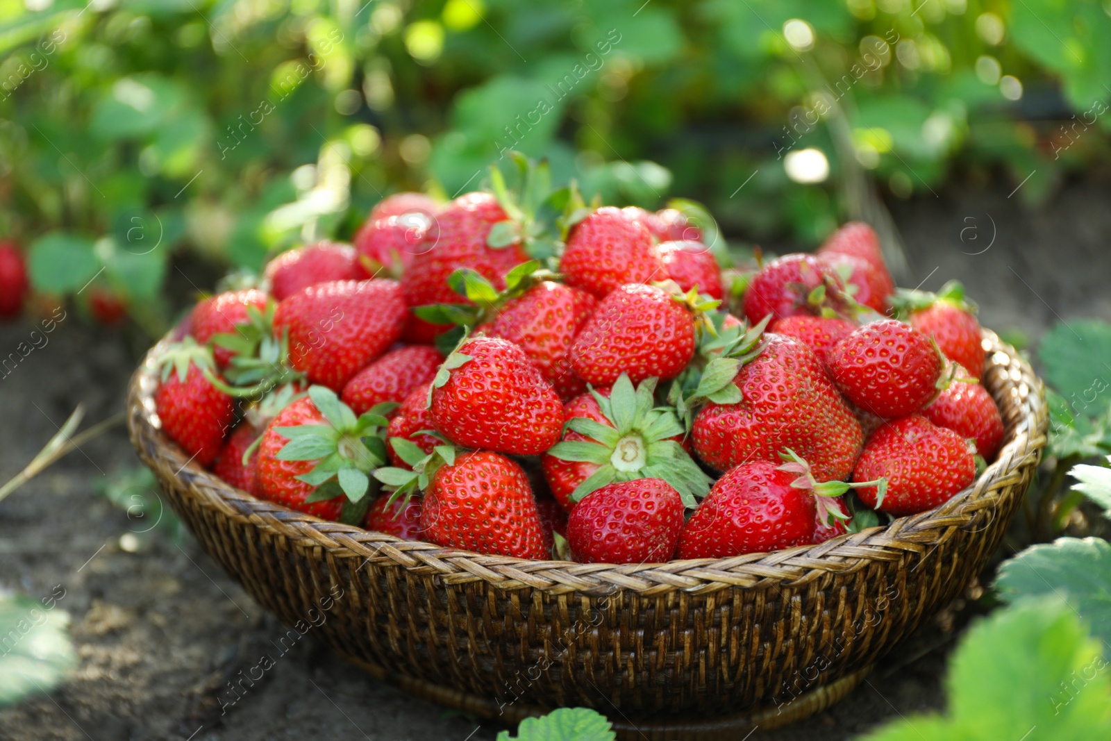 Photo of Delicious ripe strawberries in wicker basket outdoors, closeup