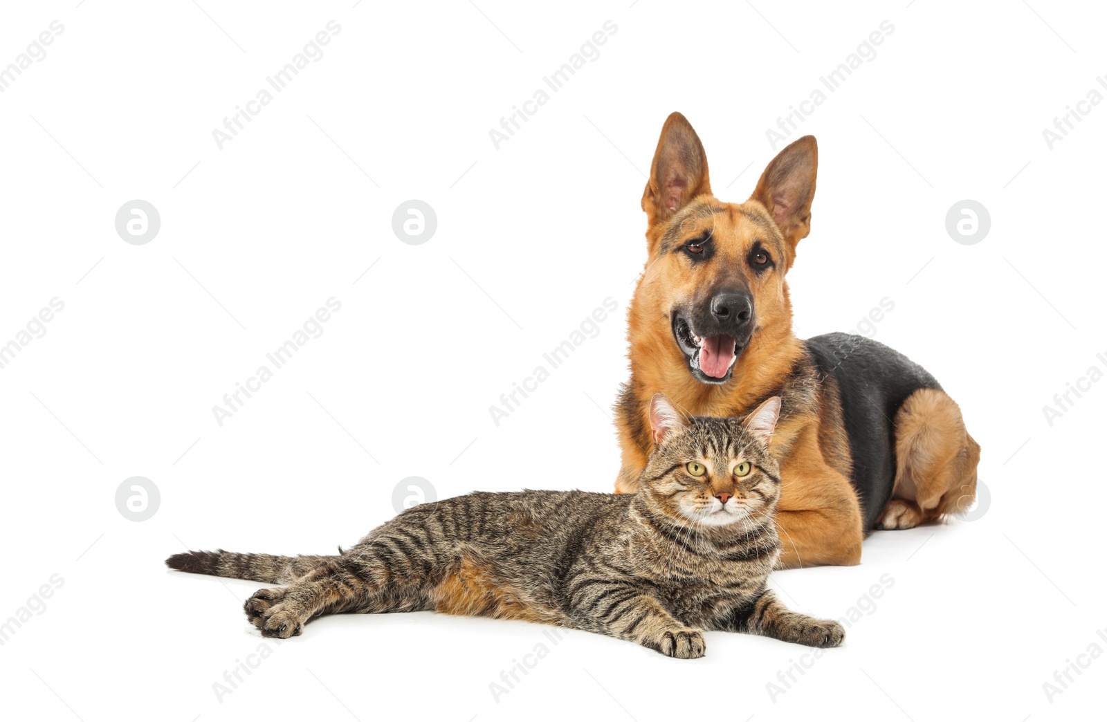 Photo of Adorable cat and dog on white background. Animal friendship