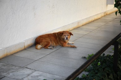 Photo of Lonely stray dog near white wall outdoors. Homeless pet