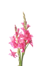 Beautiful gladiolus flowers on white background