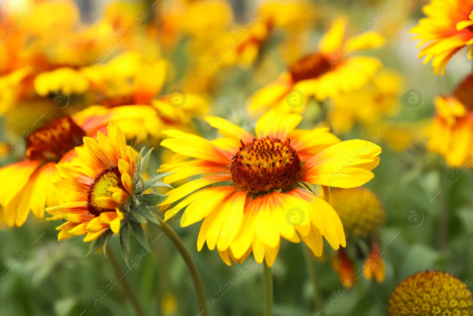 Photo of Beautiful blooming gaillardia outdoors on spring day, closeup view