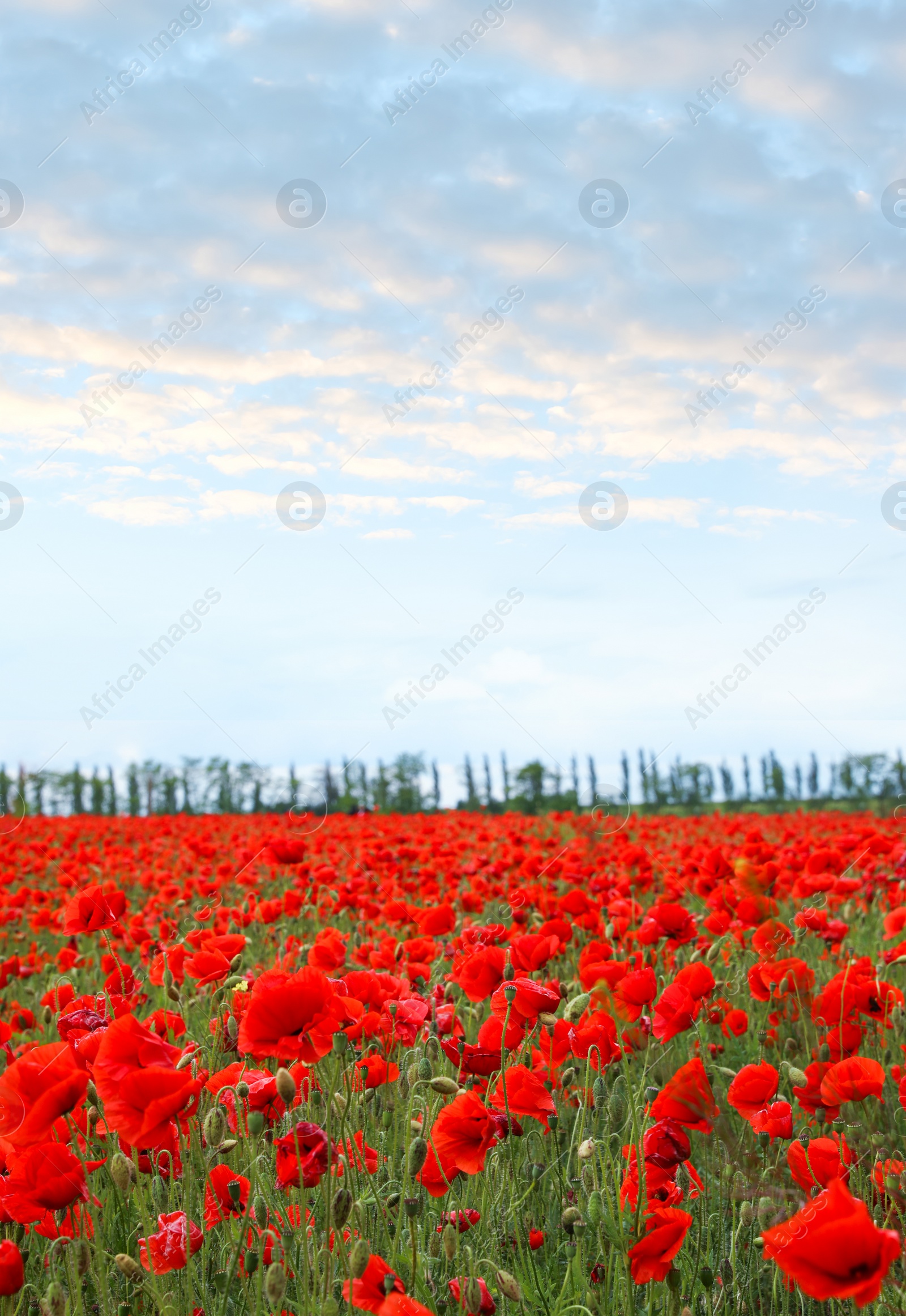 Photo of Beautiful red poppy flowers growing in field