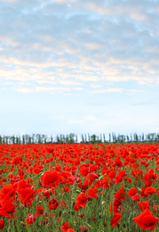 Beautiful red poppy flowers growing in field