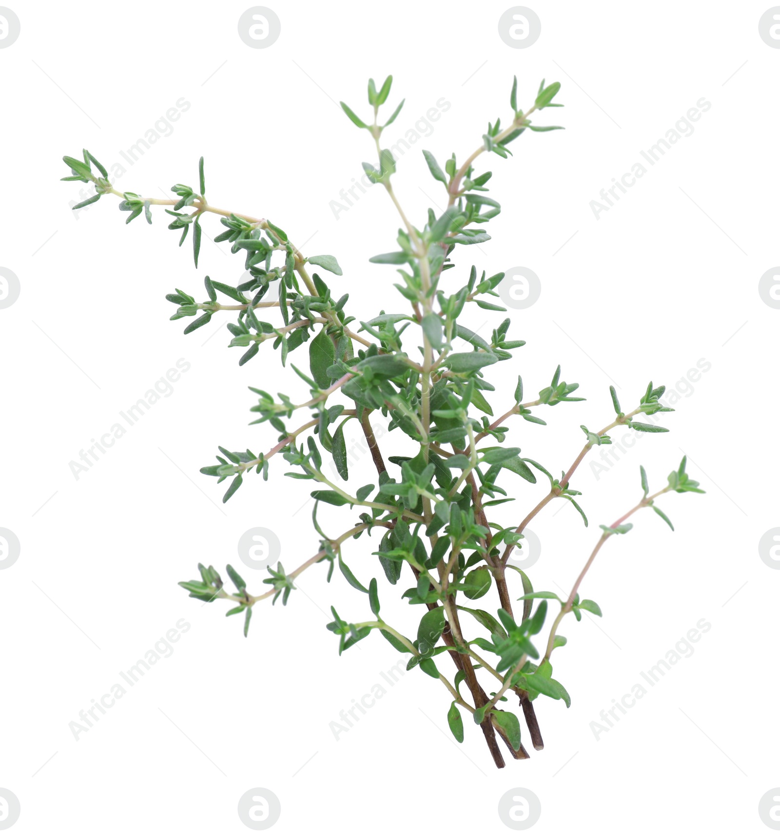 Photo of Bunch of fresh thyme isolated on white