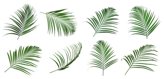 Set of tropical leaves on white background