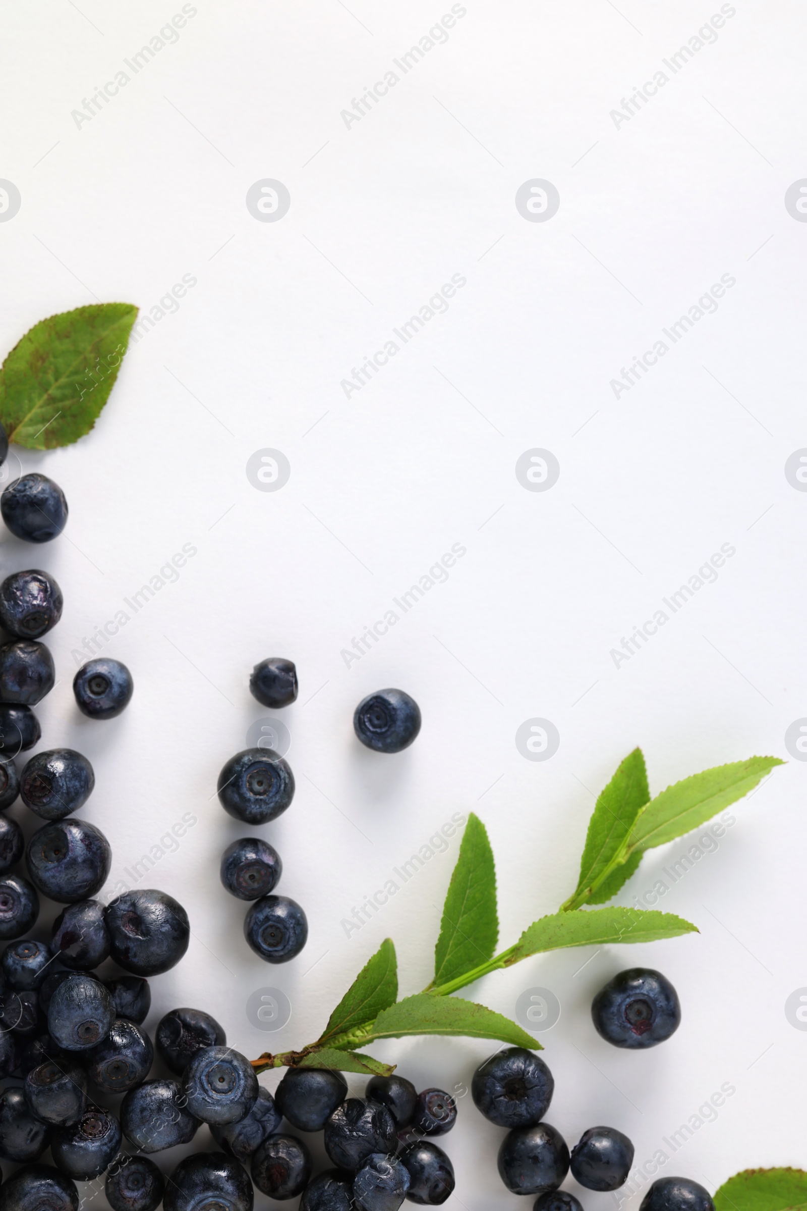 Photo of Ripe bilberries and sprig with leaves on white background, flat lay. Space for text