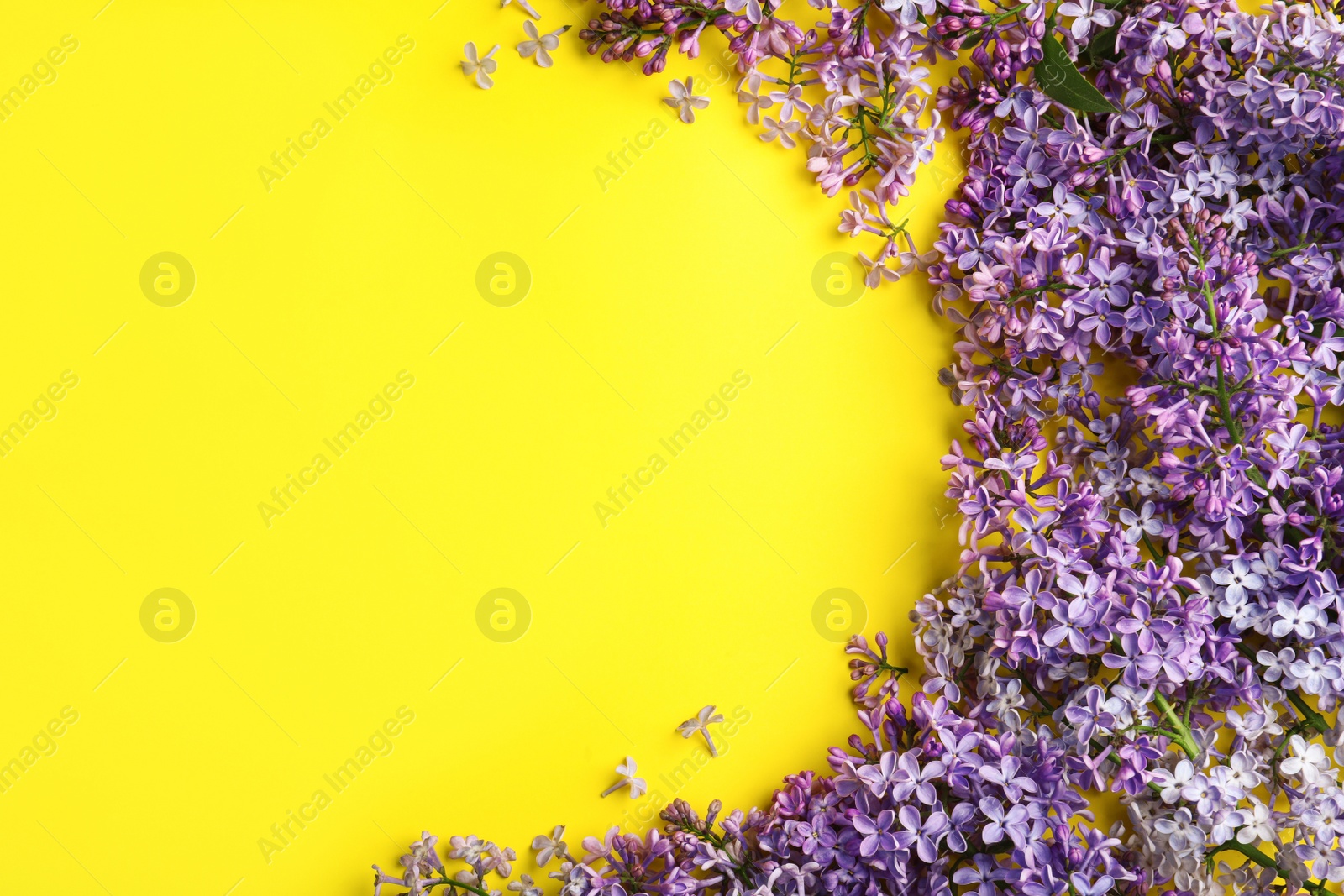 Photo of Blossoming lilac flowers on color background, flat lay. Space for text