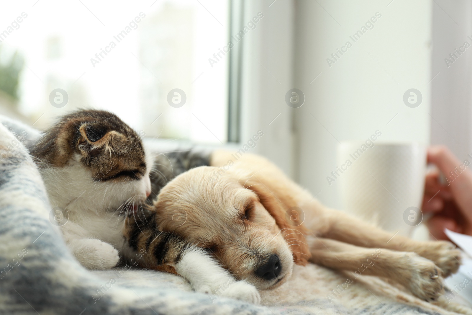 Photo of Adorable little kitten and puppy sleeping on blanket near window indoors