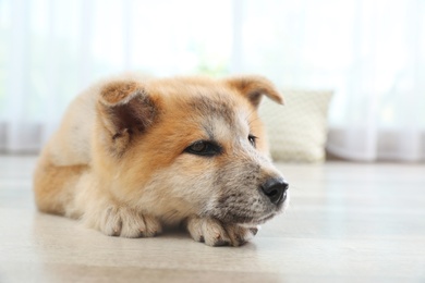 Photo of Adorable Akita Inu puppy on floor at home