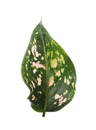 Aglaonema leaf isolated on white. Beautiful tropical plant