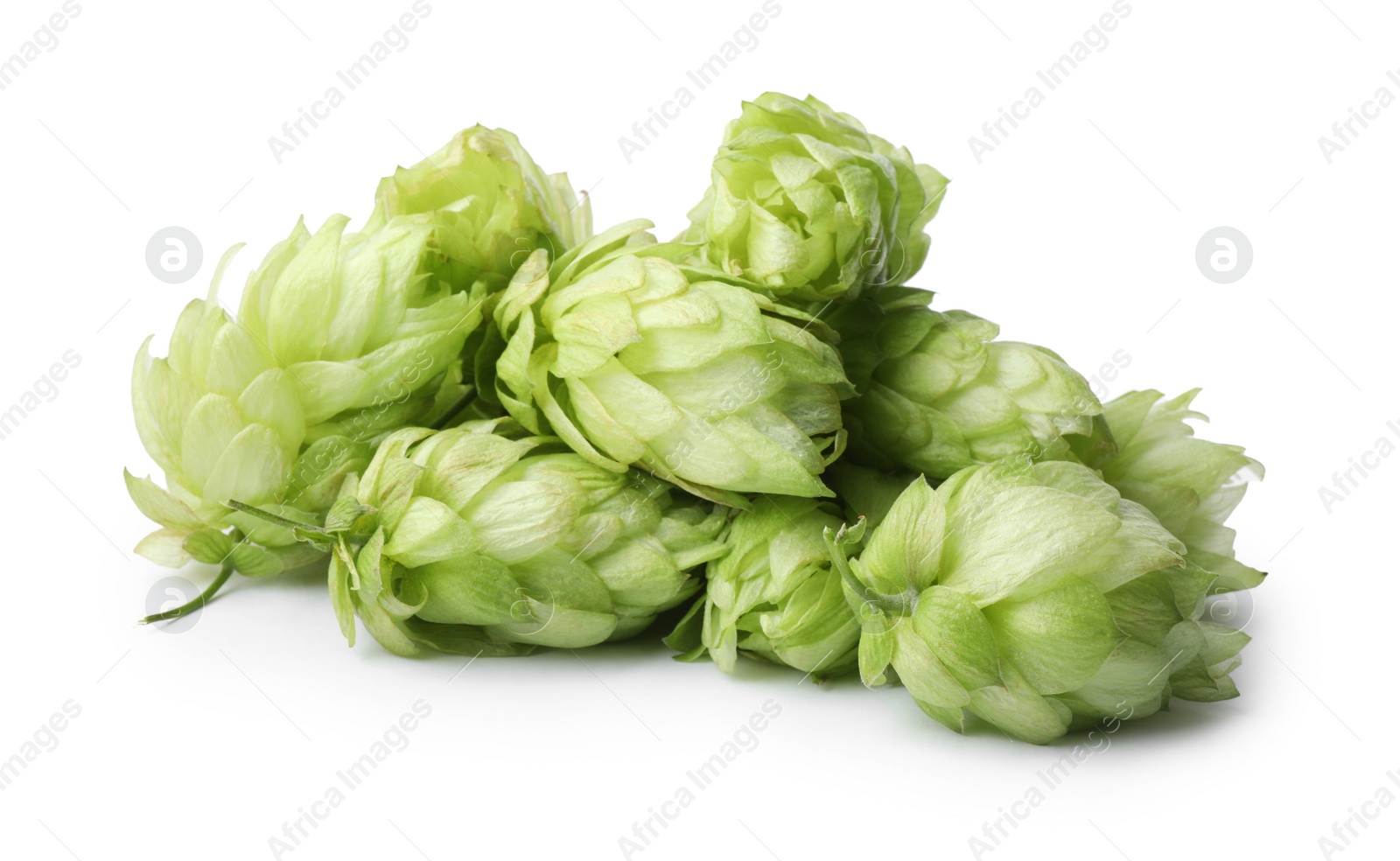 Photo of Fresh ripe green hops on white background