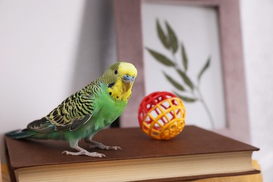 Photo of Beautiful green parrot with toy on books indoors. Cute pet