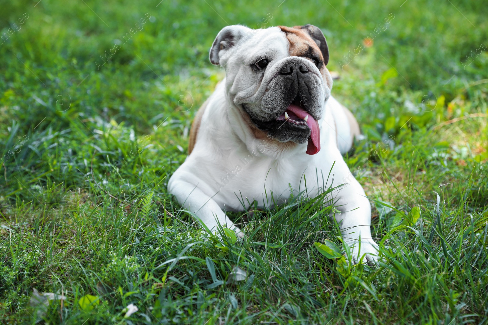 Photo of Funny English bulldog on green grass in park