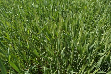 Photo of Ripening wheat with green leaves growing outdoors, closeup