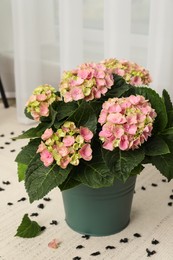 Beautiful blooming pink hortensia in bucket indoors