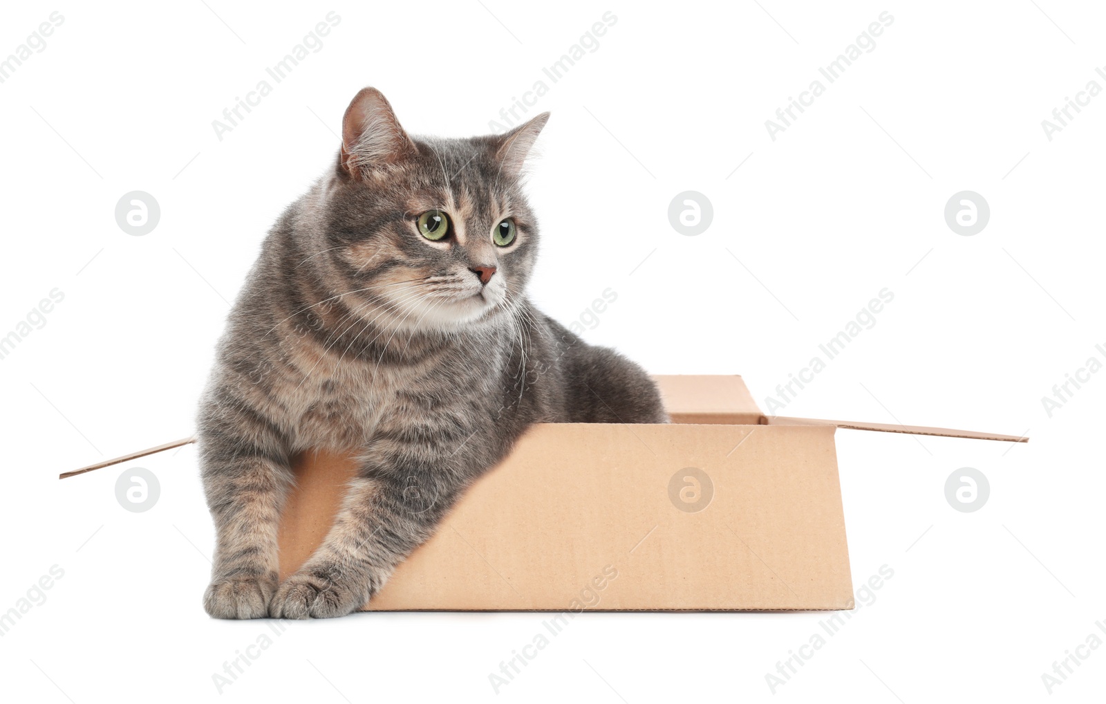 Photo of Cute grey tabby cat sitting in cardboard box on white background