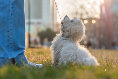 Girl with cute Maltese dog outdoors on sunny day, closeup
