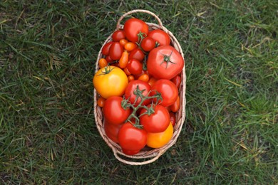 Wicker basket with fresh tomatoes on green grass outdoors, top view