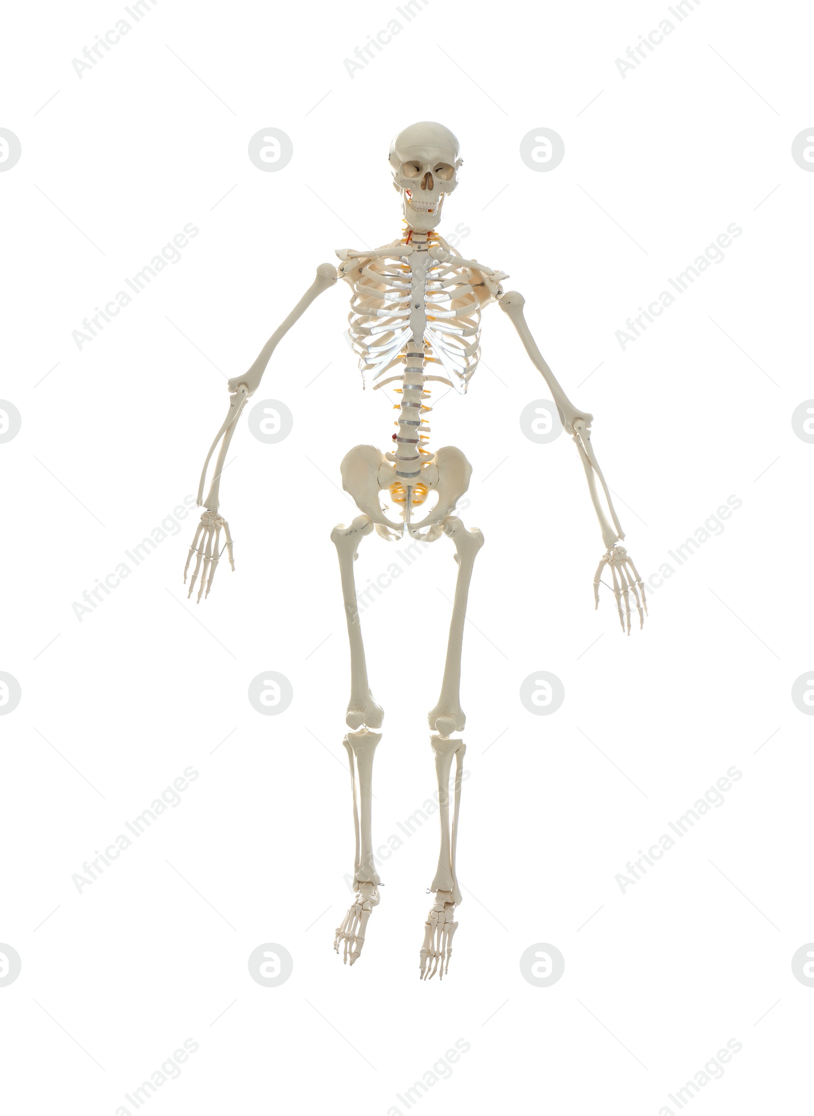 Photo of Artificial human skeleton model isolated on white