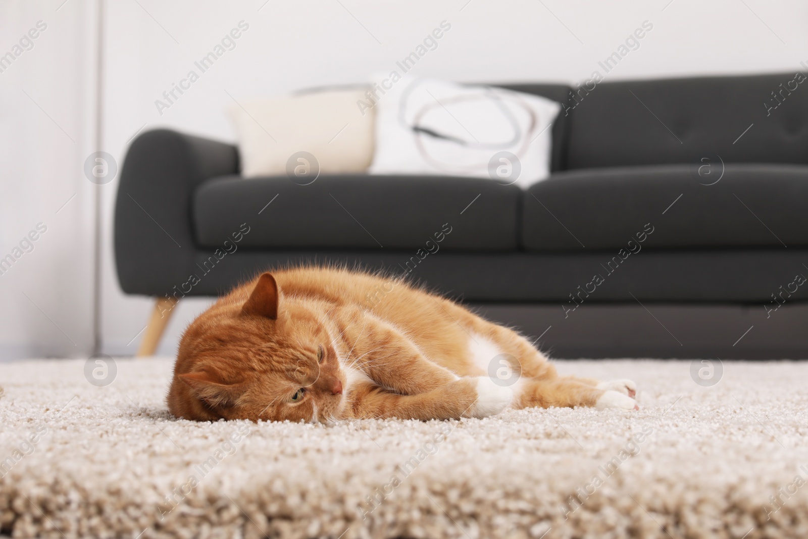 Photo of Cute ginger cat lying on carpet at home