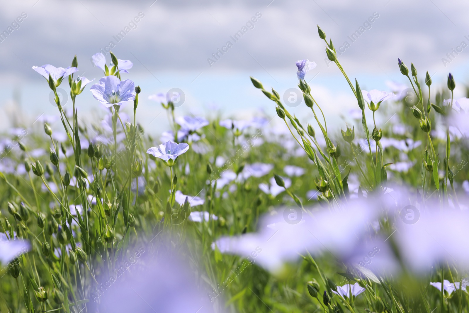 Photo of Beautiful view of blooming flax field on summer day