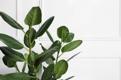 Photo of Beautiful ficus near white wall, closeup with space for text. Leafy houseplant