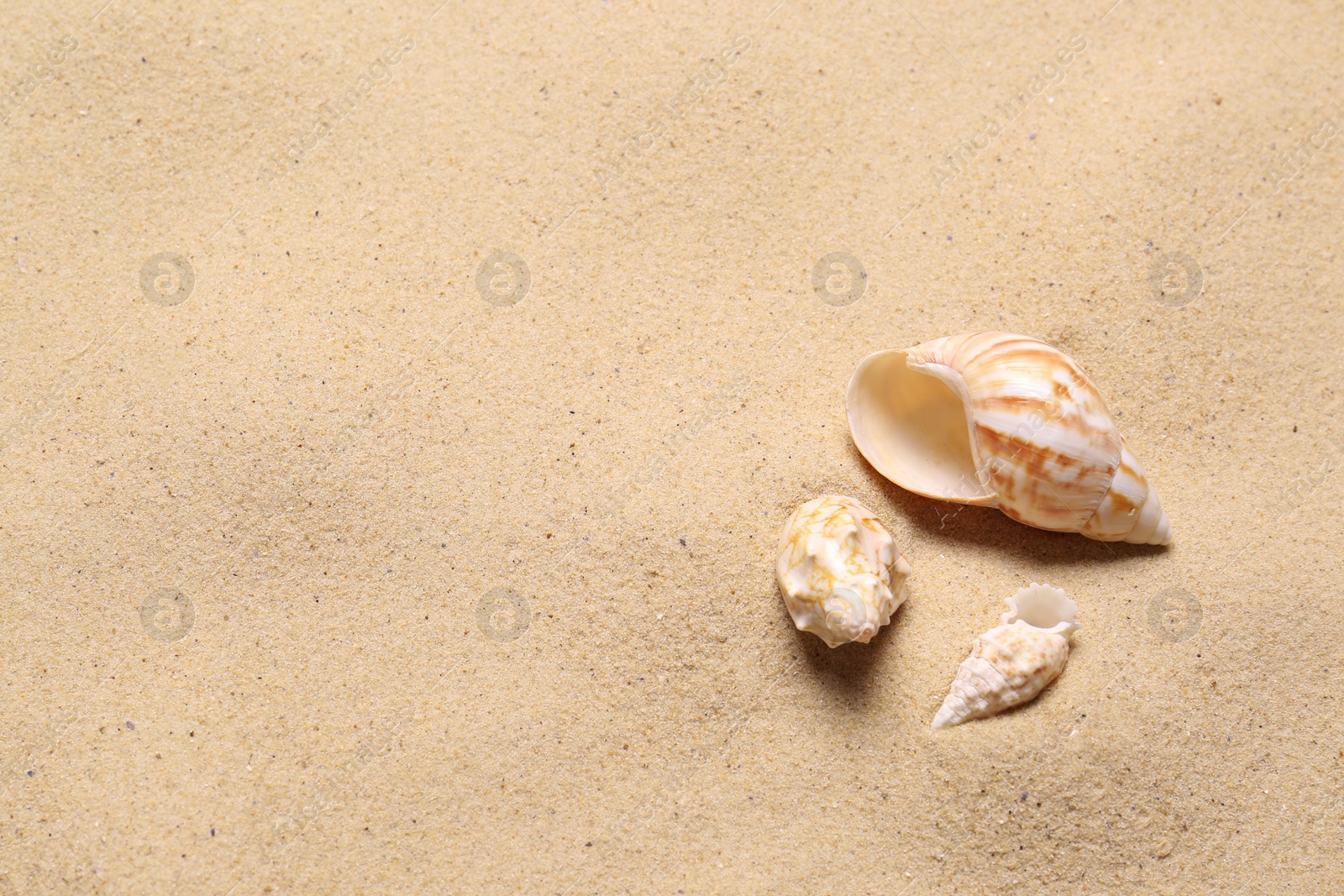 Photo of Beautiful seashells on beach sand, space for text. Summer vacation