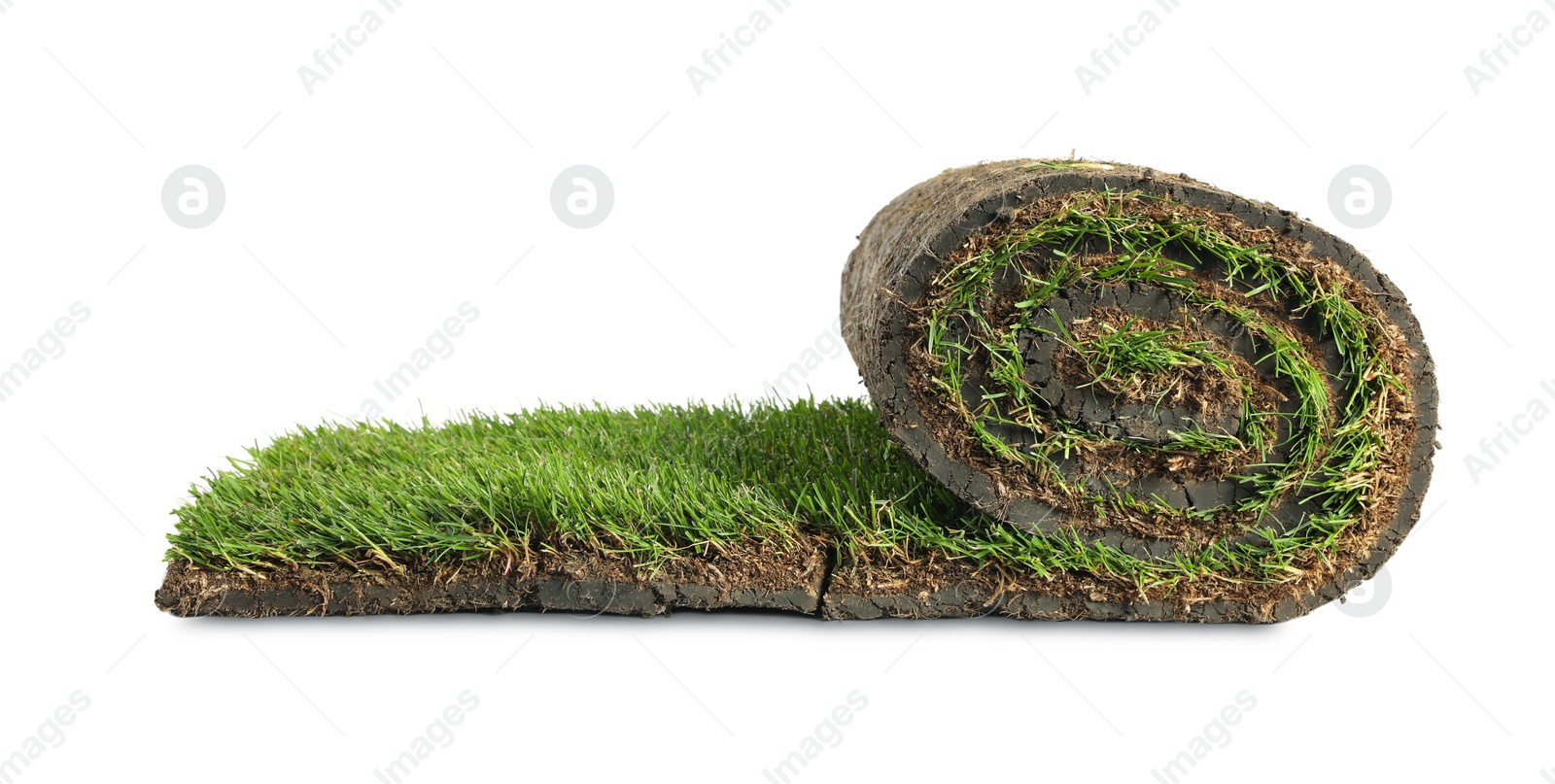 Photo of Rolled sod with grass on white background