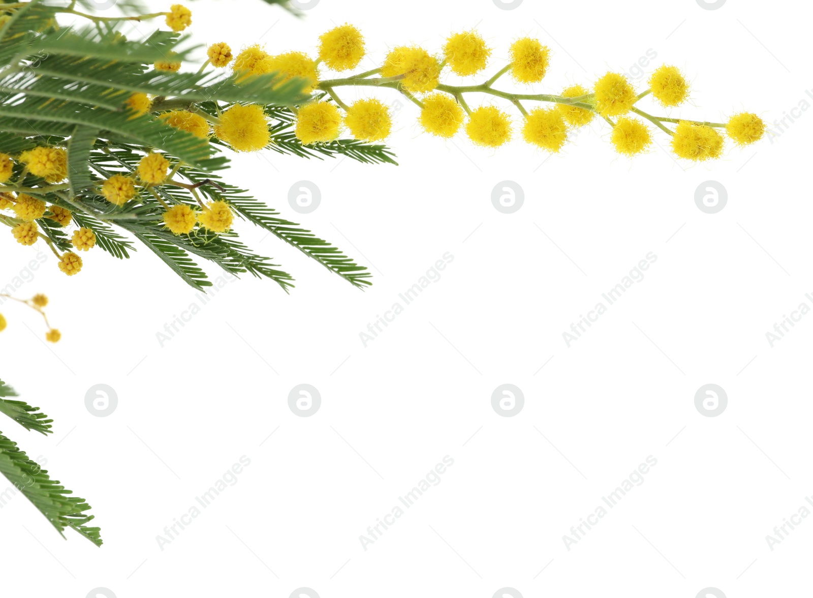 Photo of Beautiful mimosa plant with yellow flowers on white background