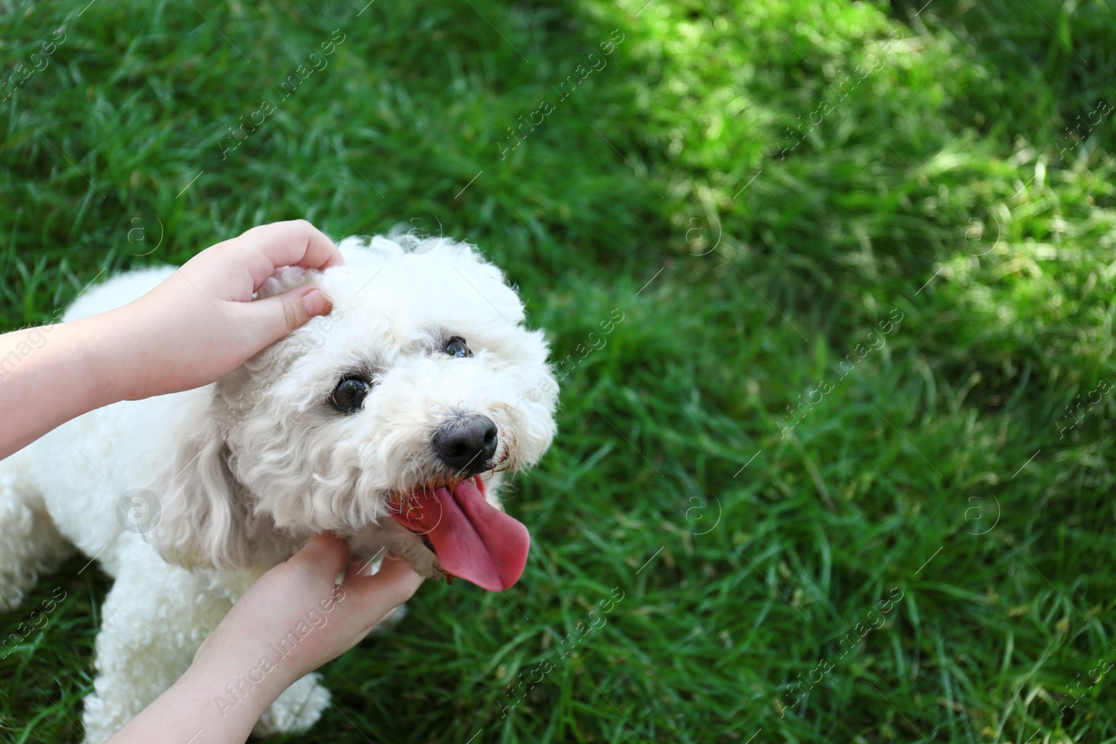 Photo of Woman petting cute fluffy Bichon Frise dog on green grass in park, closeup. Space for text