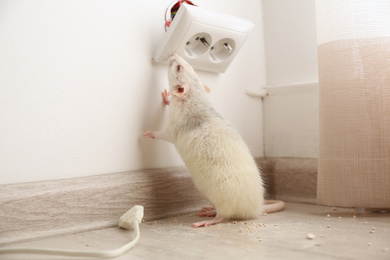 Rat near damaged power socket indoors. Pest control