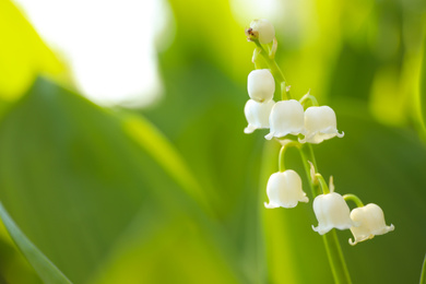 Beautiful lily of the valley in spring garden, closeup