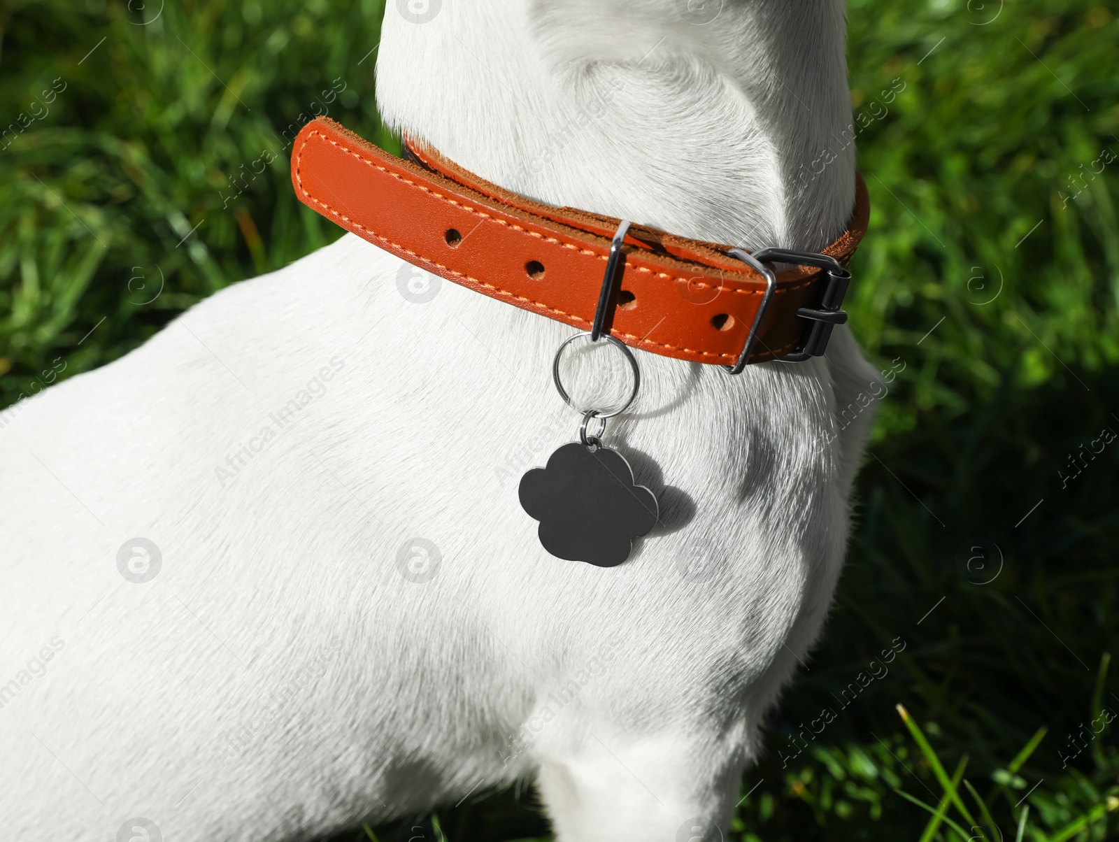 Photo of Dog in collar with metal tag on green grass outdoors, closeup