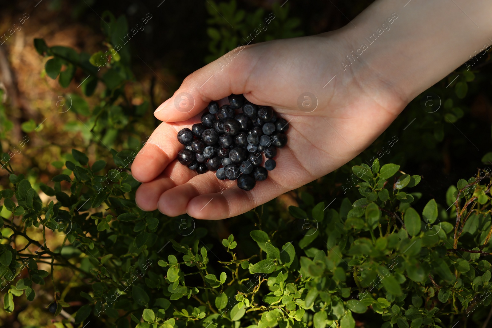 Photo of Woman holding bilberries outdoors, above view. Seasonal berries