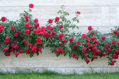 Photo of Beautiful blooming rose bush climbing on house wall