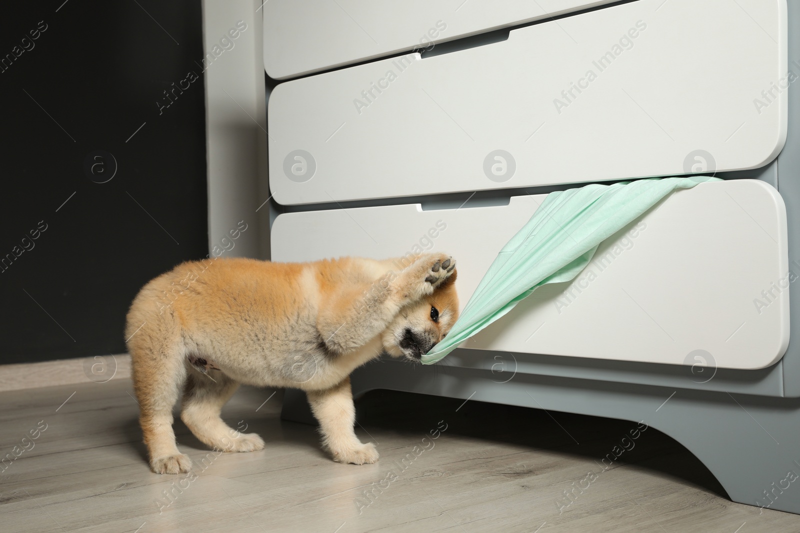 Photo of Adorable Akita Inu puppy stealing clothes from commode at home