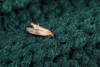 Photo of Common clothes moth (Tineola bisselliella) on green knitted fabric, closeup