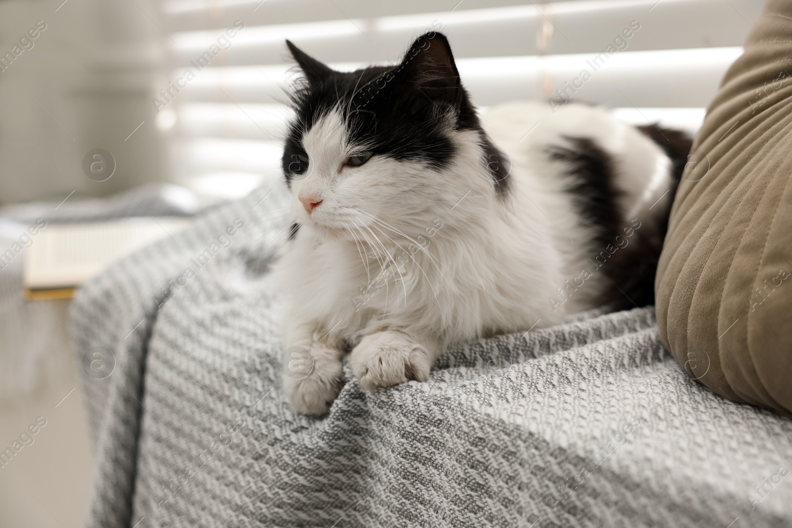 Photo of Cute cat relaxing on window sill at home. Lovely pet