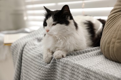 Cute cat relaxing on window sill at home. Lovely pet