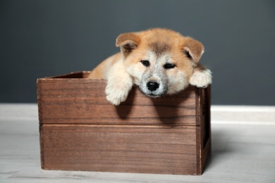 Photo of Adorable Akita Inu puppy in wooden crate near black wall
