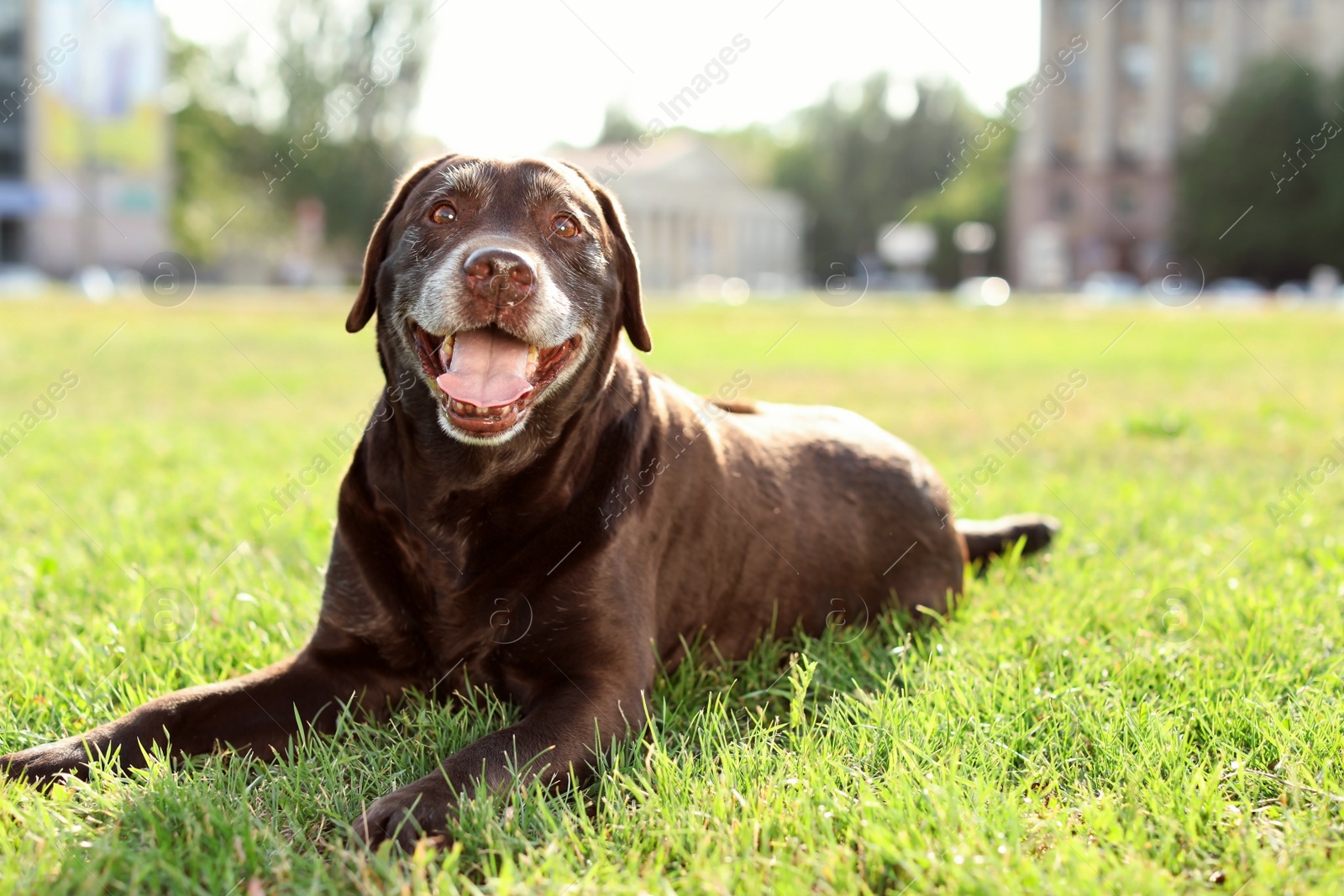 Photo of Cute brown labrador retriever outdoors on sunny day