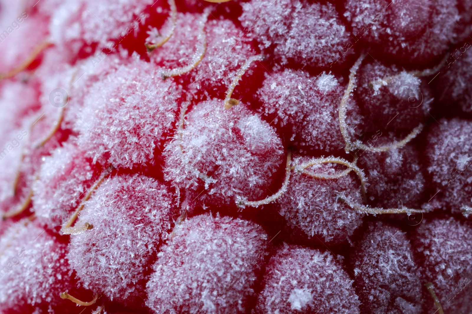 Photo of Texture of frozen ripe raspberry, macro view