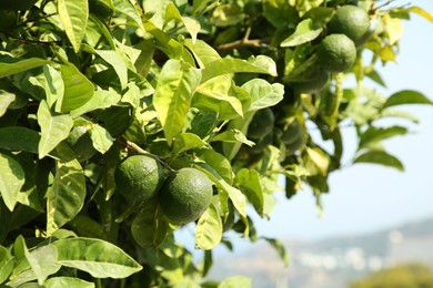 Photo of Unripe green tangerines growing on tree outdoors, space for text. Citrus fruit