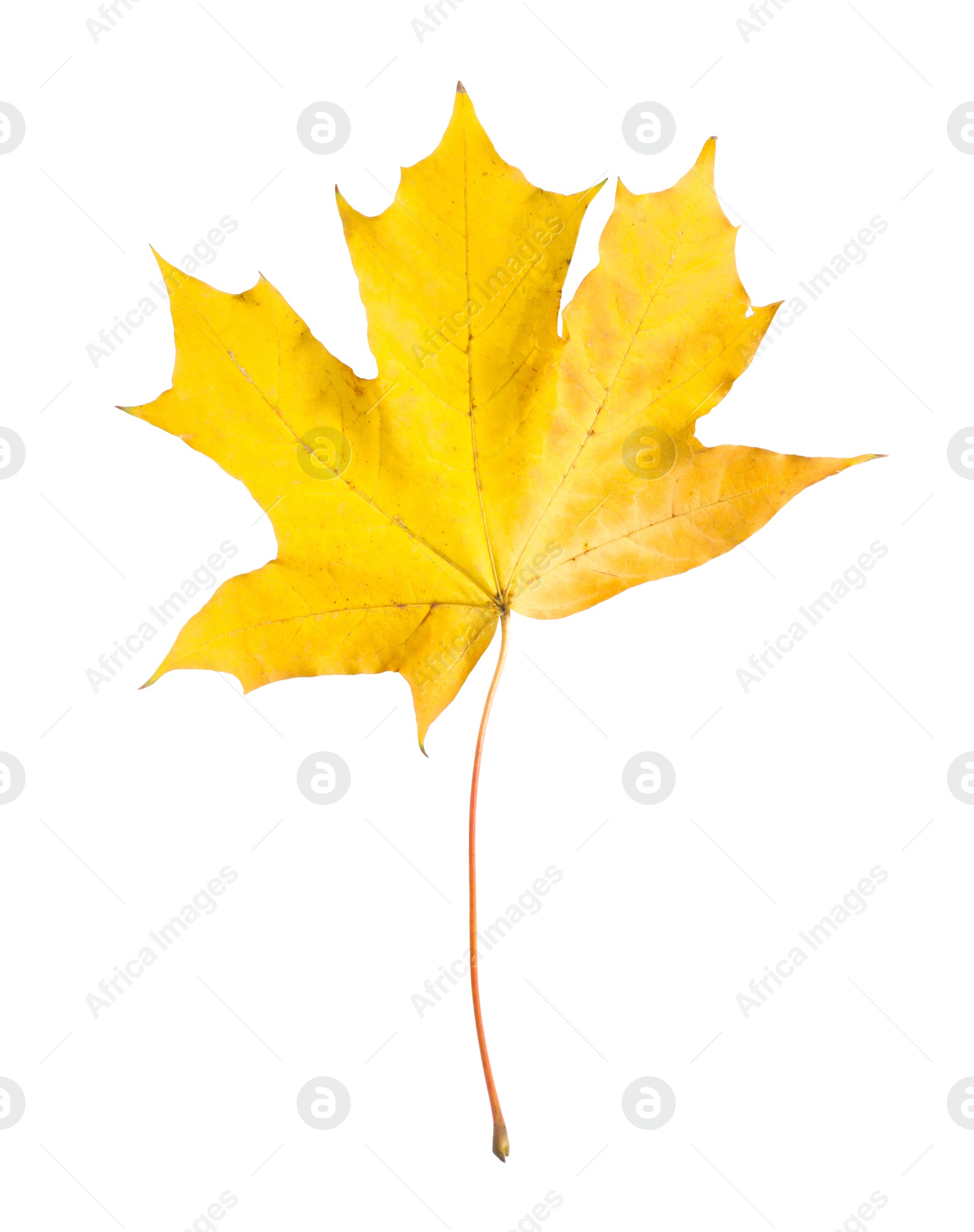 Photo of One maple leaf isolated on white. Autumn season