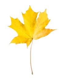 One maple leaf isolated on white. Autumn season