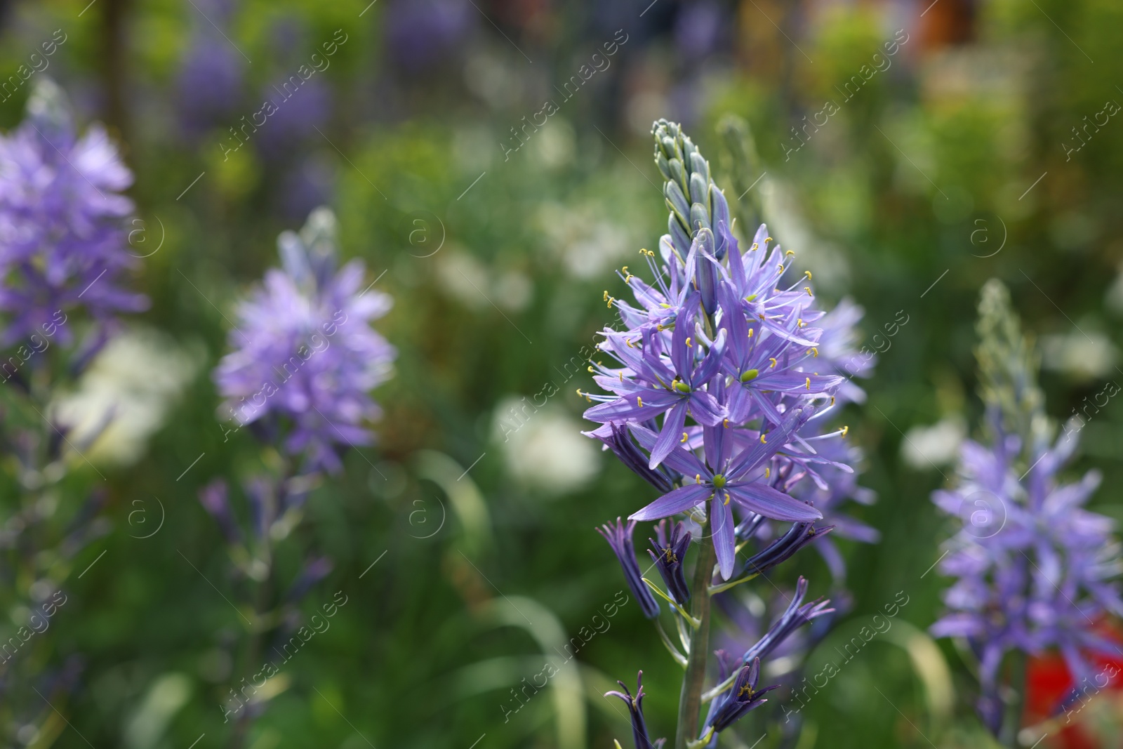 Photo of Beautiful Camassia growing outdoors, closeup. Spring season